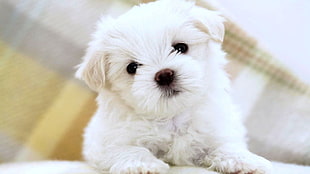 closeup photography of white toy breed puppy